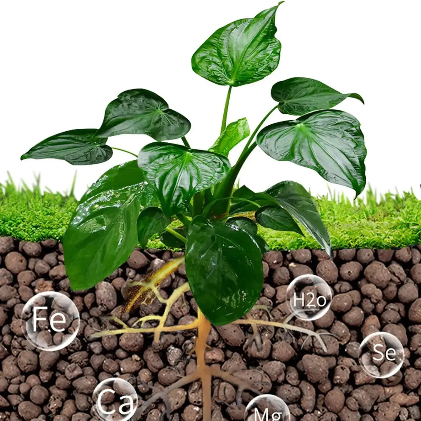 500g/paket Leca Topları Kil Ça - Clay Pebble Growing incelemesi ve fiyatı