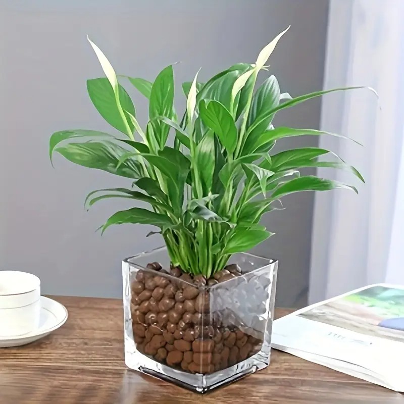 1LB Yeniden Kullanılabilir Top - Clay Pebble Growing incelemesi ve fiyatı